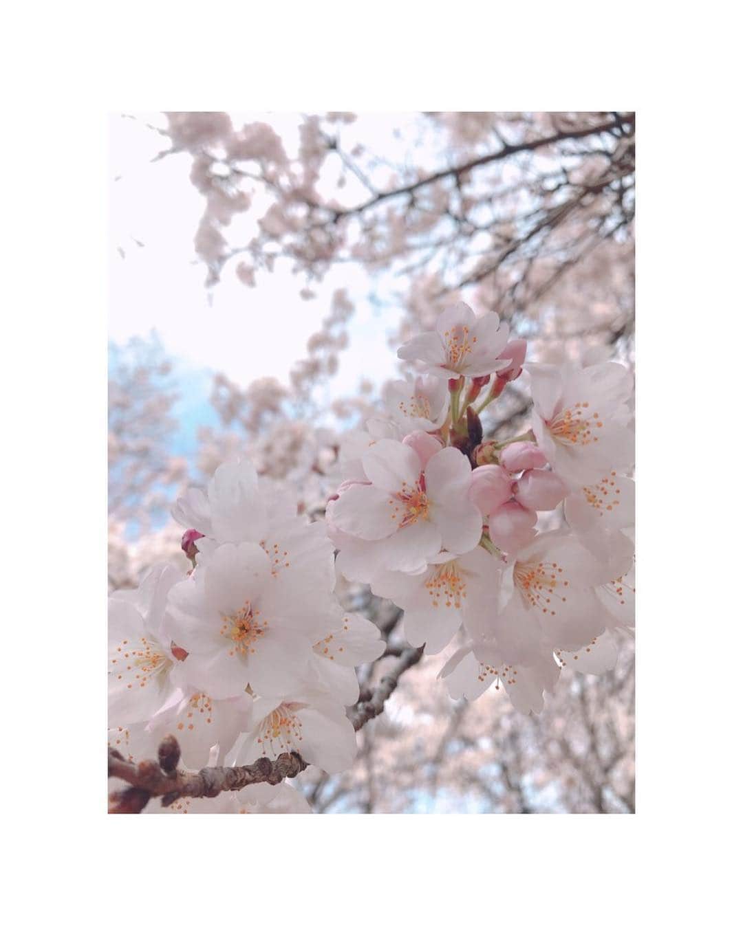 大谷芽衣さんのインスタグラム写真 - (大谷芽衣Instagram)「・ ・ ・ 桜の時期は お散歩が楽しいし癒しのひと時♡ ですが 花粉つらぁ(´•̥ω•̥｀)笑 花粉と黄砂つらすぎませんか…？ 今週も頑張っていきましょう♡ ・ ・ #桜 #🌸 #お散歩 #春 #花粉症 #swipeleft #followme  #cherryblossom #spring」4月8日 14時07分 - otani_mei