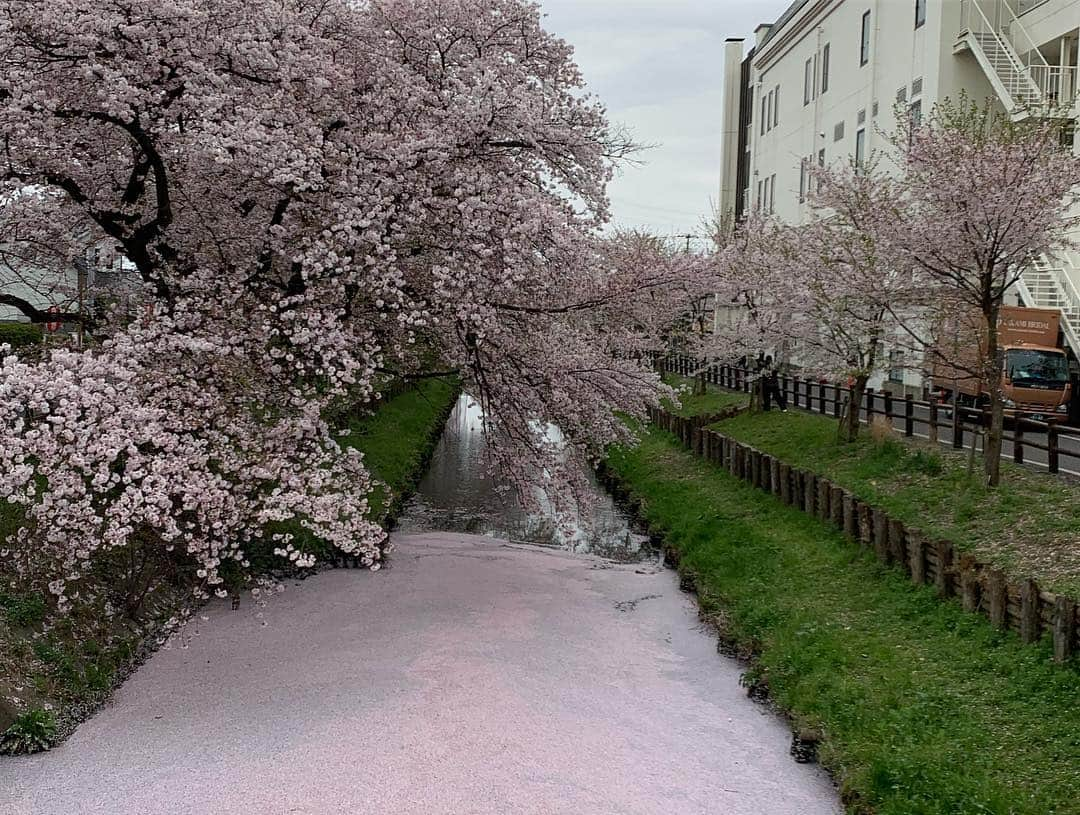 陳冠宇さんのインスタグラム写真 - (陳冠宇Instagram)「好棒的賞櫻景點🌸 但嬰兒還是在睡覺🤣  感謝家豪夫妻和彭醬媽的參與 下禮拜繼續加油💪🏻 #川越小江戸」4月8日 14時32分 - kuanyu1029