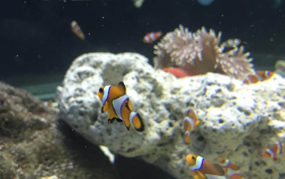 結城ちかさんのインスタグラム写真 - (結城ちかInstagram)「フィリピンの水族館連れてきてもらった〜🐠 動物園行ったら３ヶ月前に閉館したって言われた。笑 動物園とか水族館とか大好き人間だから嬉しい😆😆」4月8日 14時19分 - chika_yuuki