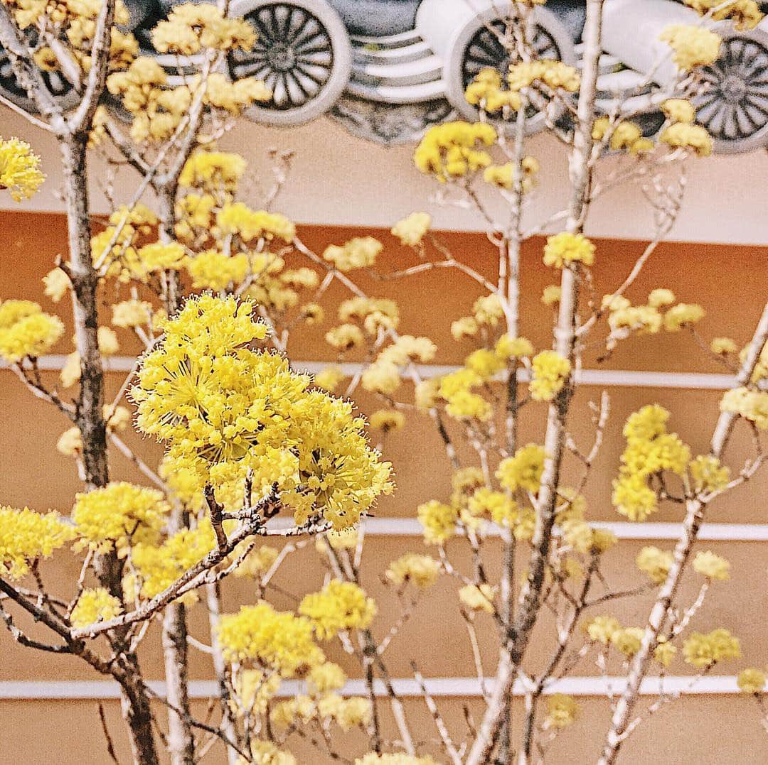 pisatamagoさんのインスタグラム写真 - (pisatamagoInstagram)「🌼💛✨ ☻ ☺︎ #松尾大社#kyoto#京都#日本の風景#flower#日本#japan#japanese#瓦#瓦屋根#yellow#花#trip#travel＃国内旅行#京都観光#関西旅行」4月8日 14時24分 - audreysunnyday