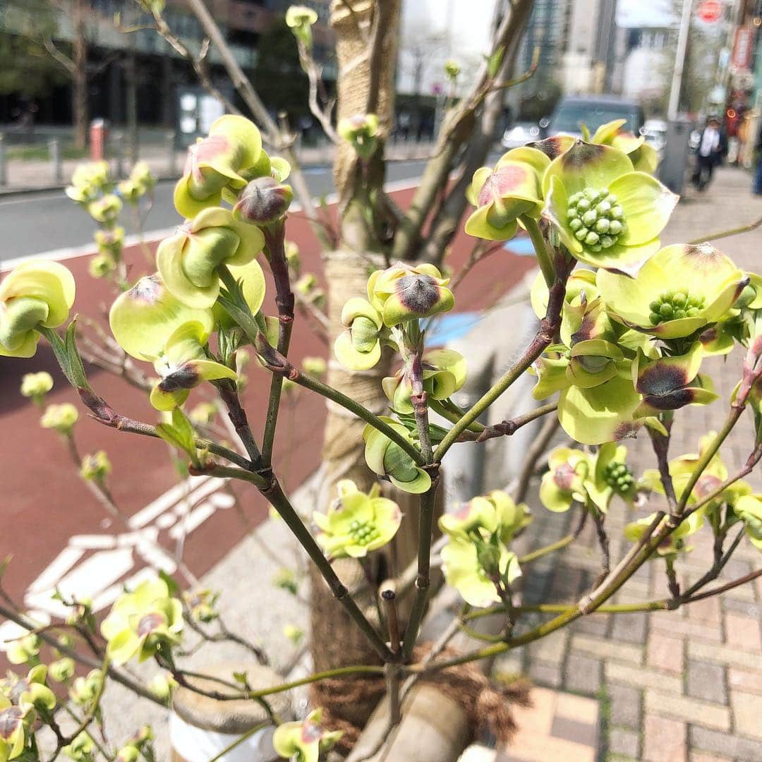 run+さんのインスタグラム写真 - (run+Instagram)「お昼、外に出たら開き始めてきた街路樹の #ハナミズキ ・ お腹いっぱい 眠たい14:30 #ソメイヨシノ は終わってもまだまだ楽しみ続きそう💐✨ …花粉もまだ続くけど😭 ・ #Japan #spring #春 #春色 #春の色 #spring #春の景色 #花のある時間 #季節の楽しみ #トリメキ」4月8日 14時32分 - runplus