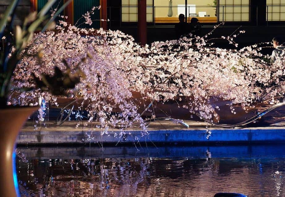 いけばな池坊さんのインスタグラム写真 - (いけばな池坊Instagram)「もうすぐ池坊中央研修学院祭(春のいけばな展)が始まります☺️前期後期で約1,000作品が並びます🌿期間中は、#2019中研祭 タグを入れて、みんなで盛り上げましょう🤣🤣🤣 ... こちらは2012年4月の初ライトアップの様子です🌌満開の#桜 が夜に映えますね🌸✨ ... #池坊中央研修学院 #華道家元池坊 #池坊 #六角堂 #いけばな #京都 #寺 #kyoto #ikenobo #rokkakudo #ikebana #japan #flower #花のある暮らし #花のある生活 #spring #flowerstgram #instaflower #flowerphotography #ライトアップ #夜間拝観 #lightup #cherryblossom #春」4月8日 14時45分 - ikenobo550