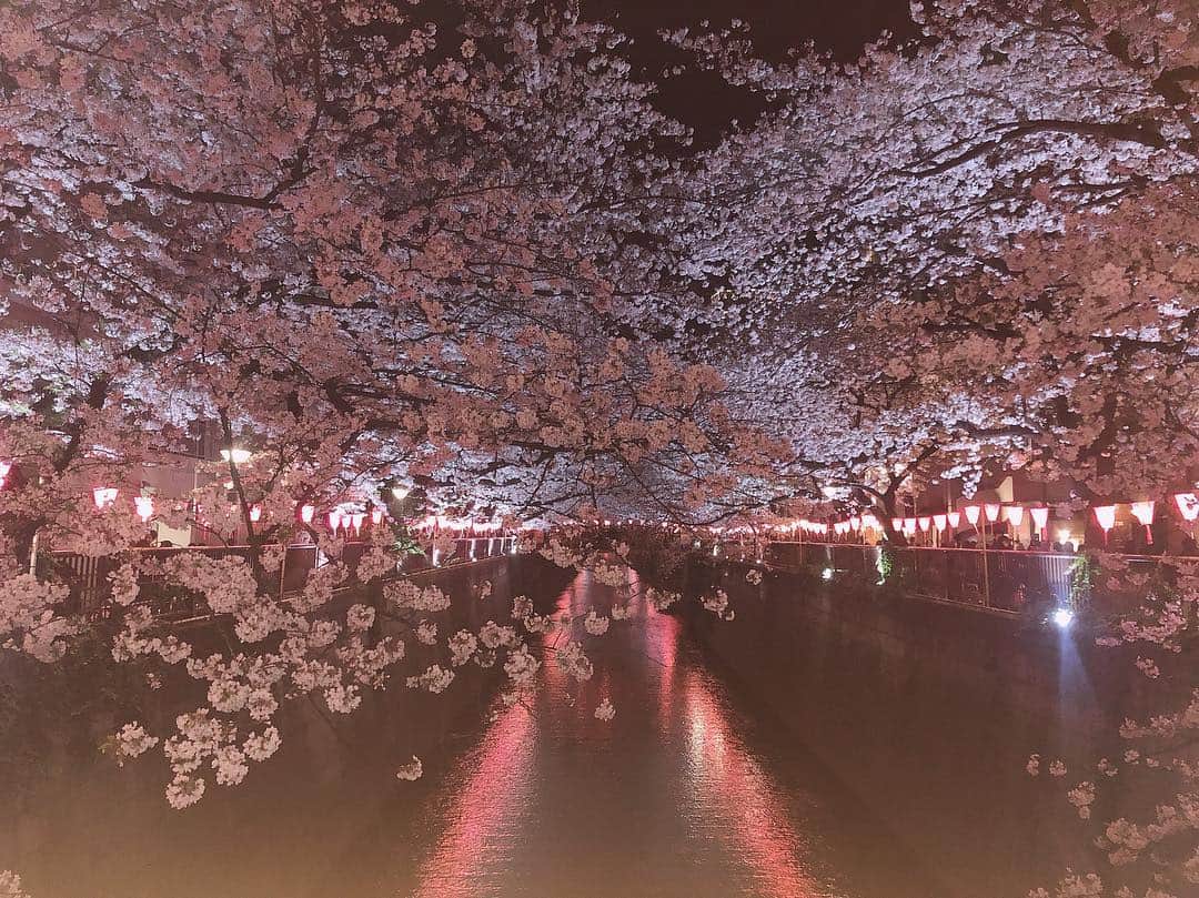 NOHANAのインスタグラム：「会いたいと思ってた友達がタイミングよく誘ってくれて2回もお花見行けた🌸 映え用にいちごのシャンパンは毎回飲んじゃう😂🥂🍓 ・ #中目黒 #目黒川 #桜 #お花見 #sakura #pink #🌸 #🍓」