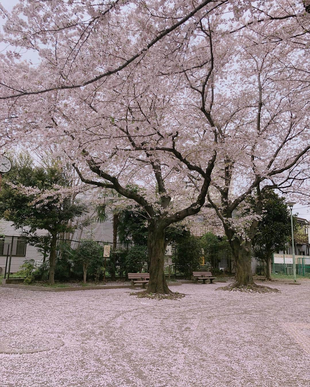 やついいちろうさんのインスタグラム写真 - (やついいちろうInstagram)「上も下も桜」4月8日 14時50分 - yatsuiichiro