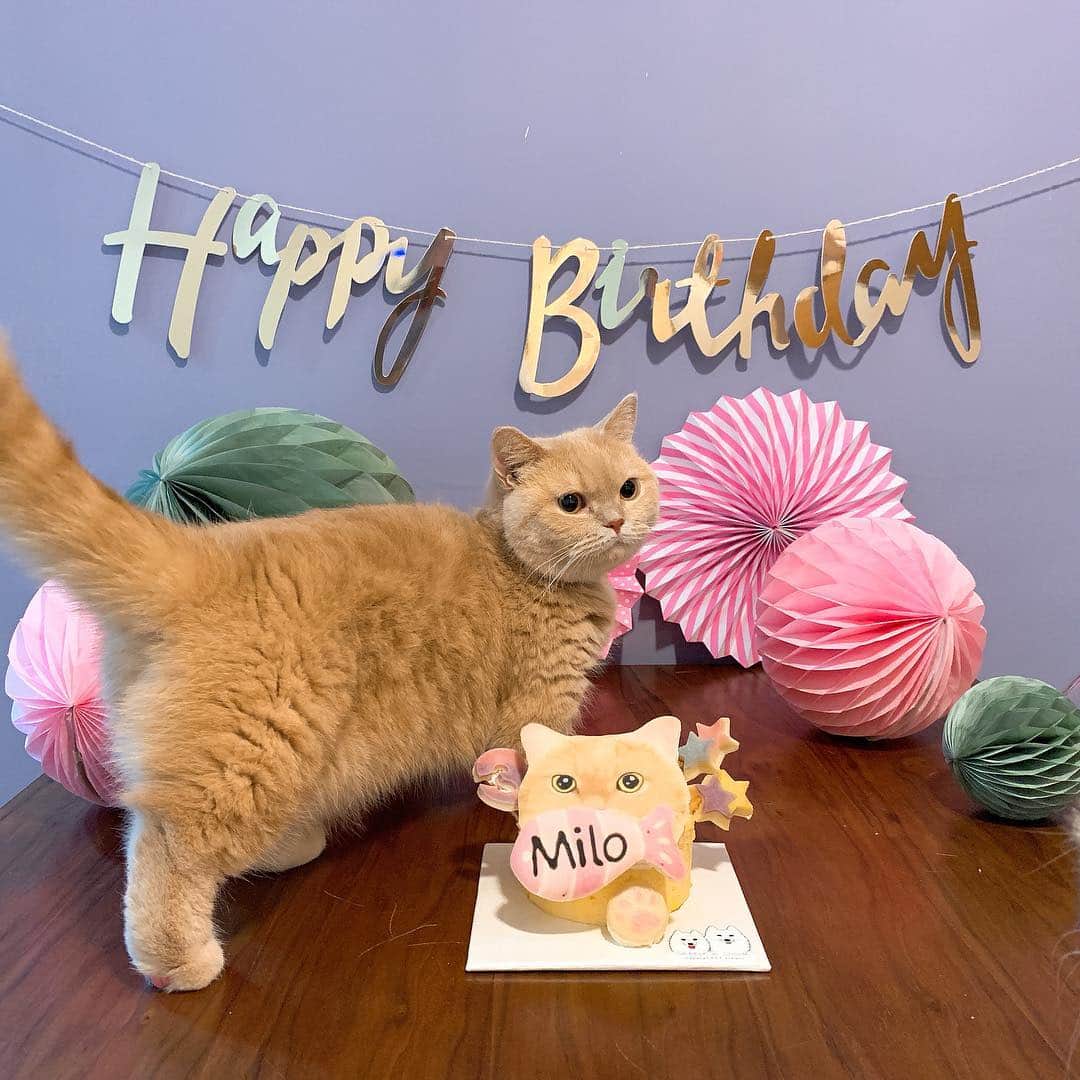 Little & Miloさんのインスタグラム写真 - (Little & MiloInstagram)「ฅ(⌯͒•·̫•⌯͒)ฅ ♡⃛ For Milo’s 。。。。Birthday gift celebration for 3 years old,  Ꭲʰᵃⁿᵏˢ ϋ for ♡ @cheesendash - natural PET treats  #LittleMilo #短い手足 #munchkin #munchkincat #cheesendash Instagram: little_milo_munchkin https://m.facebook.com/i.am.little.milo」4月8日 14時55分 - little_milo_munchkin