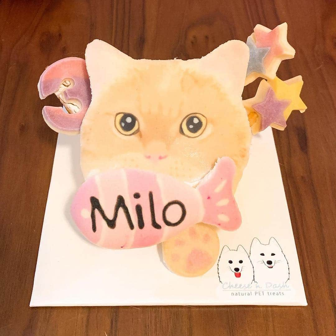 Little & Miloさんのインスタグラム写真 - (Little & MiloInstagram)「ฅ(⌯͒•·̫•⌯͒)ฅ ♡⃛ For Milo’s 。。。。Birthday gift celebration for 3 years old,  Ꭲʰᵃⁿᵏˢ ϋ for ♡ @cheesendash - natural PET treats  #LittleMilo #短い手足 #munchkin #munchkincat #cheesendash Instagram: little_milo_munchkin https://m.facebook.com/i.am.little.milo」4月8日 14時55分 - little_milo_munchkin