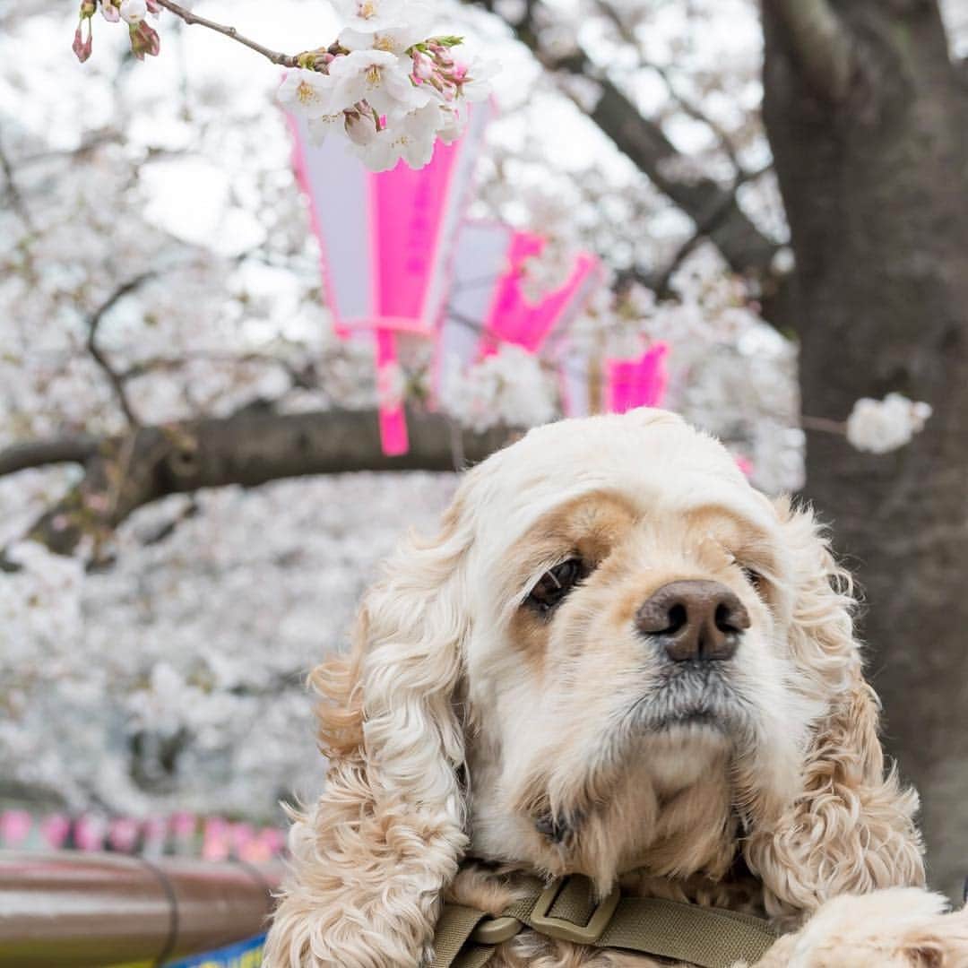 Out Tail さんのインスタグラム写真 - (Out Tail Instagram)「・ こんにちは☺️✨ 昨日までとはうって変わって少し肌寒いですね🍃 ・ 皆さんはお花見しましたか？🍡 ジョナはお花見ばっちり楽しめました🌸 ・ 目黒川の桜もそろそろ終盤🍃 桜のじゅうたんですごく綺麗です🌸✨ お花見まだしてない！って方は是非🎶 ・ #outtail #犬なしでは生きていけません会 #dogcamp #アウトドアドッグ #犬連れキャンプ #犬とキャンプ #dogcamping #dog_outdoor #ワンコ #doggy #キャンプ #orca #ORCA #ウルフギャングマンアンドビースト #k9スポーツサック #キロナイナー #ペンドルトン #イージードッグ #マッドモンスターズ #ワンコのおやつ #ヒューマングレード #ほにほに亭 #はる工房 #ALPHAICON #アルファアイコン #carlson #ドッグセーター #ロードランナー #目黒川 #桜 #お花見」4月8日 15時06分 - outtail.dogcamp