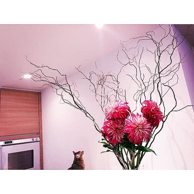 ダレノガレ明美さんのインスタグラム写真 - (ダレノガレ明美Instagram)「新しいお花を生けたよ🌹 リビングが華やかになりたした！ 春はお花の数が多いから迷う☺️」4月8日 15時02分 - darenogare.akemi
