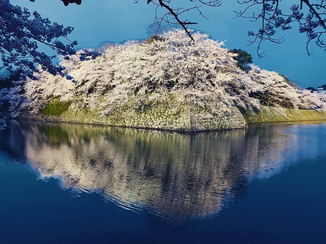 北村響さんのインスタグラム写真 - (北村響Instagram)「#彦根城#桜#花見#毎年恒例#彦根#地元#綺麗」4月8日 6時07分 - k.bikistagram