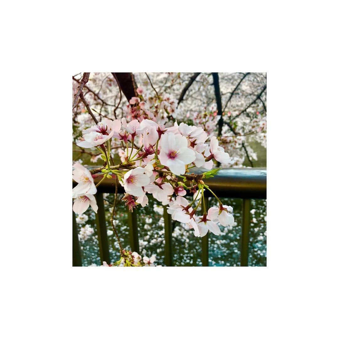 高田桃衣さんのインスタグラム写真 - (高田桃衣Instagram)「平成最後のお花見🌸 #目黒川 #花見」4月8日 6時22分 - tkdmmi