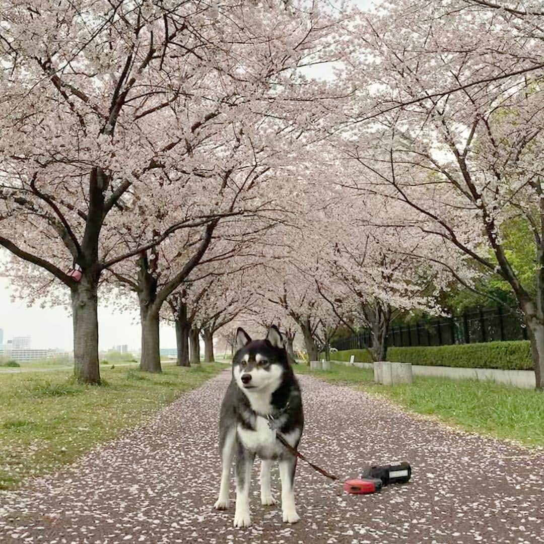 くろさんのインスタグラム写真 - (くろInstagram)「☂️雨んぽ🌸 #ソメイヨシノ #cherryblossom  #柴犬と桜 #桜と柴犬 #黒柴と桜 #桜と黒柴 #kuroshiba #blackshiba #shibainu #shibastagram #instadog #dogstagram #柴犬 #黒柴 #日本犬 #和犬 #いぬら部 #ふわもこ部 #柴犬部 #モフモフ生命体 #柴犬のいる暮らし #わんこのいる暮らし #わんこのいる生活 #わんこと一緒 #わんダフォ #わんだふるjapan #🌸🐕」4月8日 6時24分 - m6bmw