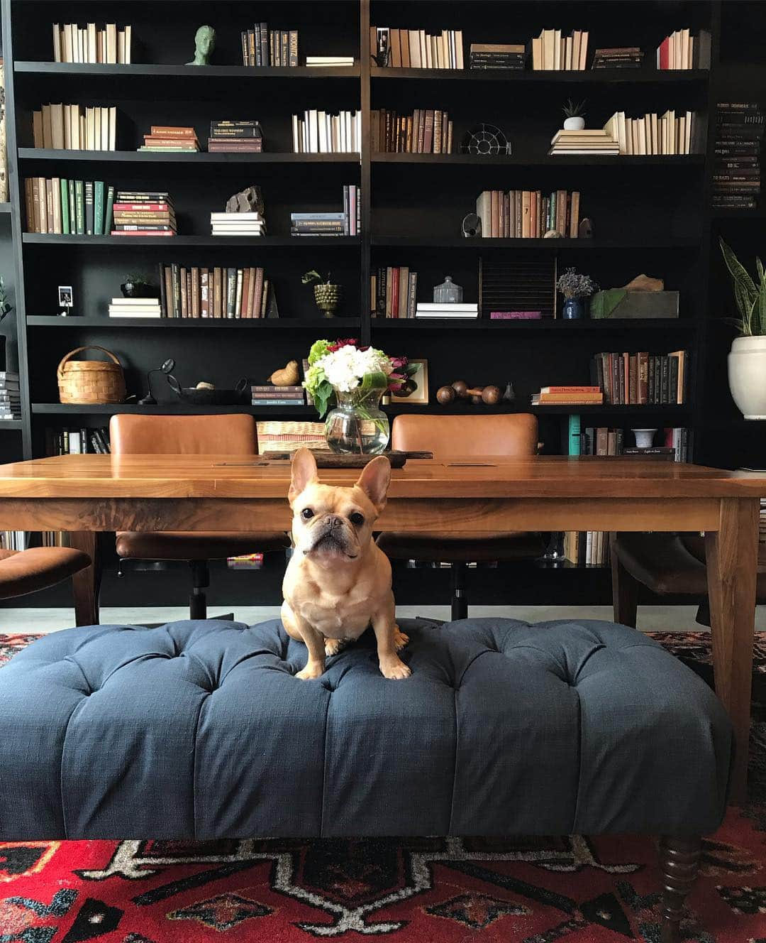 Hamlinさんのインスタグラム写真 - (HamlinInstagram)「Maybe there’s a pawtini station in the globe or a sconce that doubles as a secret passageway? .......... #nashville #library」4月8日 6時51分 - hamlin_the_frenchie