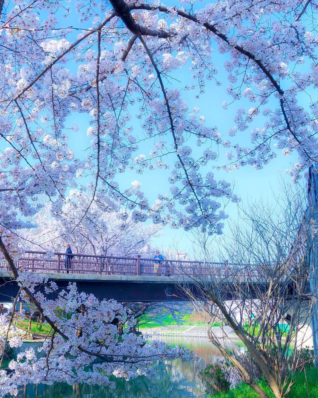 иαяα & куσтσ νιятυαℓ ωσяѕhιρさんのインスタグラム写真 - (иαяα & куσтσ νιятυαℓ ωσяѕhιρInstagram)「. 伏見港公園 Cherry blossom . . 出会い橋 出勤前によりました。 出会い橋ですが知り合いには出会いませんでした🌸 撮影日：2019年4月5日 . 〜Cherry blossoms （Someiyoshino）〜 Someiyoshino cherry trees are a EDOHIGAN cherry tree and a cherry tree made in Japan born by crossing of Oshima-zakura flowering cherry.」4月8日 7時03分 - i_masanao