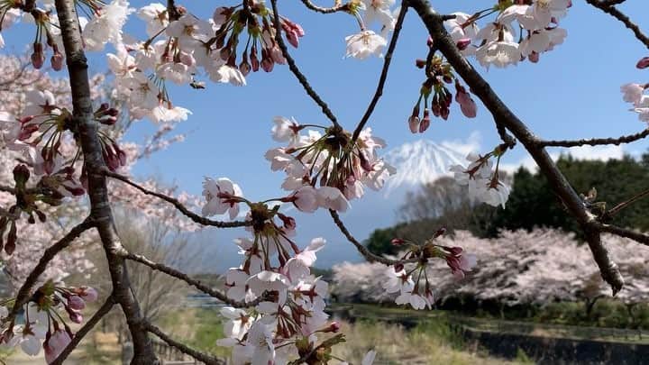 phantastic420のインスタグラム：「. 🤩🤩“Shizuoka” prefecture in Japan is a place where you can see the most “phantastic” Mt. Fuji🗻 in the world.🤩 #富士山 #mtfuji #japan #shizuoka #fujinomiya  #phantastic420photography #mostphantasticmtfuji #selamatpagi  #goodmorning  #おはようございます 😇😇😇😇😇😇😇🗻😇😇 今朝は雨です☔️散ってしまうのかなぁ〜？」
