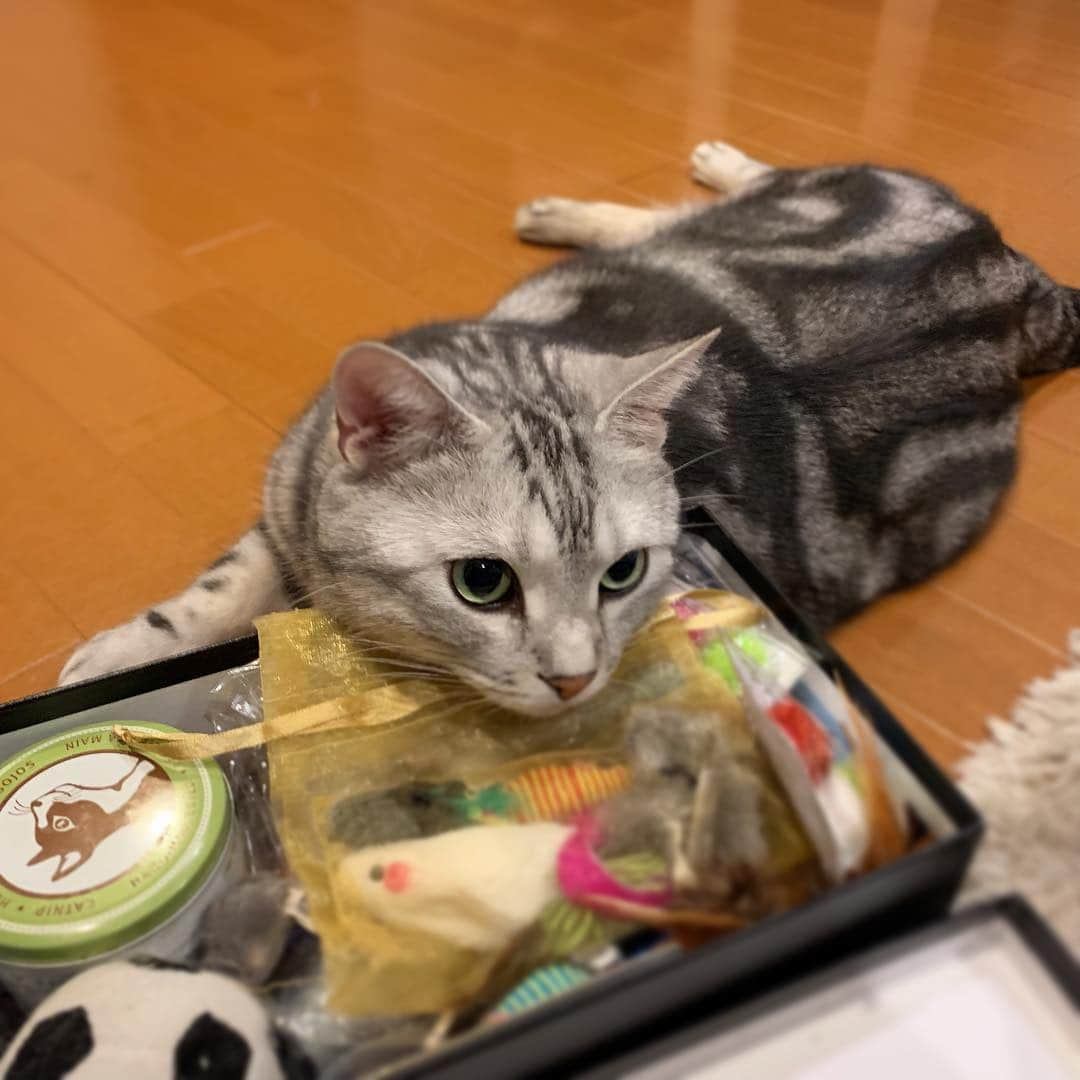 Alain アランさんのインスタグラム写真 - (Alain アランInstagram)「Good morning! Bonjour! I’m happy! The box is full up with toys. * おはようございますにゃん！ うれしいな！ 箱はおもちゃでいっぱいにゃよ！ * #catstagram #cat_features  #topcatphoto #cutepetclub #catsofinstagram #ig_catclub #cats_of_world #meowsandwoofs #meowvswoof#nc_cuties #excellent_cats #catstocker  #bestmeow #magnificenteowdels#bestcats_oftheworld#INSTACAT_MEOWS #peco #スタペグラム#ペピ友#animalsco#mofmo#igersjp#みんねこ#ふわもこ部#アメショー#ビューティープロコンテスト @beautypro_contest #ねこにすとパネル希望」4月8日 7時09分 - alain_cat