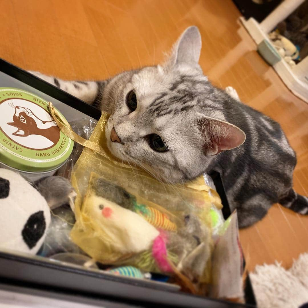 Alain アランさんのインスタグラム写真 - (Alain アランInstagram)「Good morning! Bonjour! I’m happy! The box is full up with toys. * おはようございますにゃん！ うれしいな！ 箱はおもちゃでいっぱいにゃよ！ * #catstagram #cat_features  #topcatphoto #cutepetclub #catsofinstagram #ig_catclub #cats_of_world #meowsandwoofs #meowvswoof#nc_cuties #excellent_cats #catstocker  #bestmeow #magnificenteowdels#bestcats_oftheworld#INSTACAT_MEOWS #peco #スタペグラム#ペピ友#animalsco#mofmo#igersjp#みんねこ#ふわもこ部#アメショー#ビューティープロコンテスト @beautypro_contest #ねこにすとパネル希望」4月8日 7時09分 - alain_cat