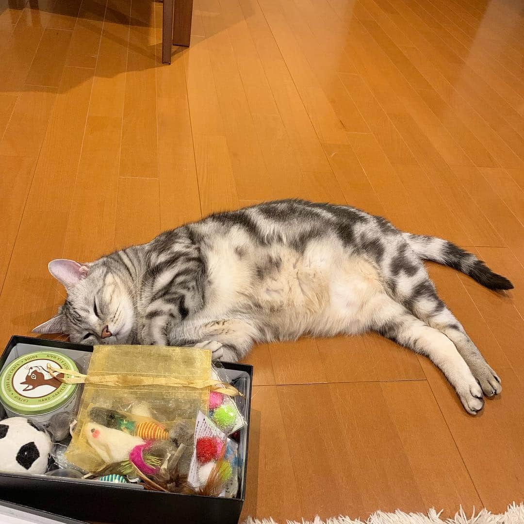 Alain アランさんのインスタグラム写真 - (Alain アランInstagram)「Good morning! Bonjour! I’m happy! The box is full up with toys. * おはようございますにゃん！ うれしいな！ 箱はおもちゃでいっぱいにゃよ！ * #catstagram #cat_features  #topcatphoto #cutepetclub #catsofinstagram #ig_catclub #cats_of_world #meowsandwoofs #meowvswoof#nc_cuties #excellent_cats #catstocker  #bestmeow #magnificenteowdels#bestcats_oftheworld#INSTACAT_MEOWS #peco #スタペグラム#ペピ友#animalsco#mofmo#igersjp#みんねこ#ふわもこ部#アメショー#ビューティープロコンテスト @beautypro_contest #ねこにすとパネル希望」4月8日 7時09分 - alain_cat