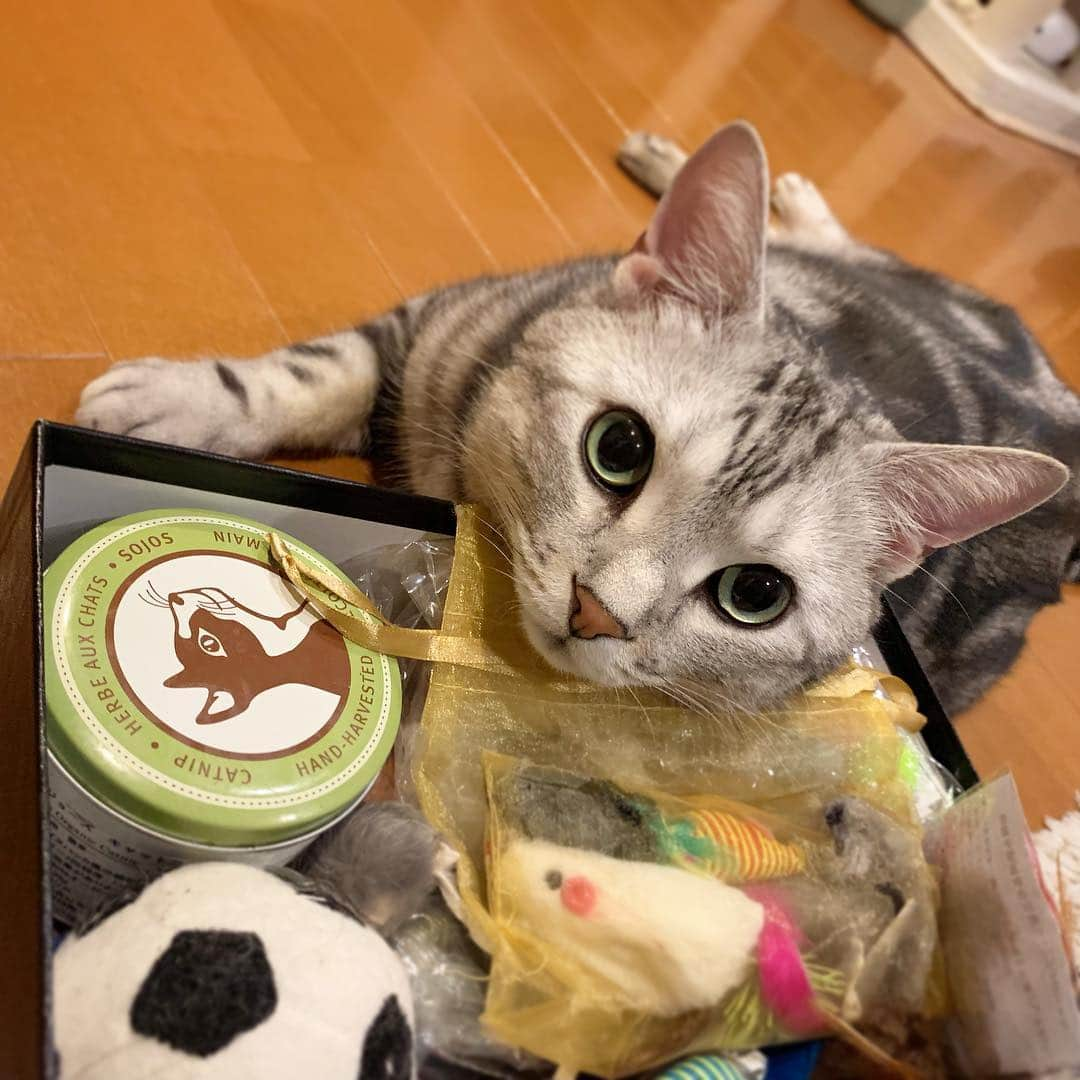 Alain アランさんのインスタグラム写真 - (Alain アランInstagram)「Good morning! Bonjour! I’m happy! The box is full up with toys. * おはようございますにゃん！ うれしいな！ 箱はおもちゃでいっぱいにゃよ！ * #catstagram #cat_features  #topcatphoto #cutepetclub #catsofinstagram #ig_catclub #cats_of_world #meowsandwoofs #meowvswoof#nc_cuties #excellent_cats #catstocker  #bestmeow #magnificenteowdels#bestcats_oftheworld#INSTACAT_MEOWS #peco #スタペグラム#ペピ友#animalsco#mofmo#igersjp#みんねこ#ふわもこ部#アメショー#ビューティープロコンテスト @beautypro_contest #ねこにすとパネル希望」4月8日 7時09分 - alain_cat