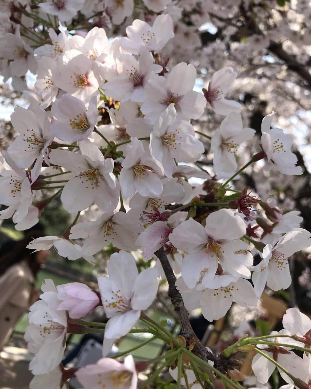 Rodner Figueroaさんのインスタグラム写真 - (Rodner FigueroaInstagram)「Cherry blossom spectacular!!! 🌸🇯🇵 #Tokyo #japan #japanesecherryblossom #tokio #japon #flordecerezo #rodnerfigueroa」4月8日 7時17分 - rodnerfigueroa