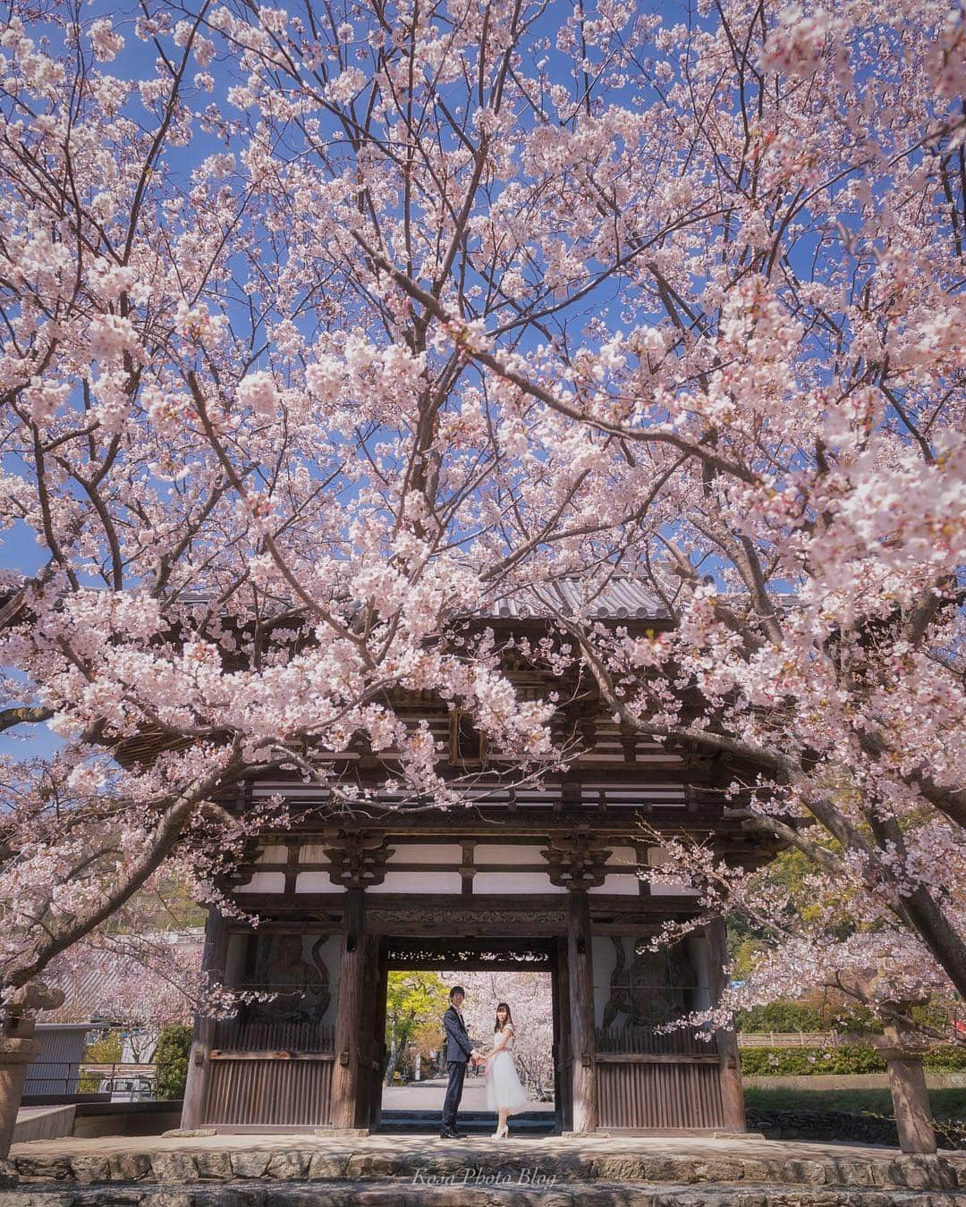 コサさんのインスタグラム写真 - (コサInstagram)「地元の花見客から、みかんや団子などを頂いてたお二人😆 周りは歓迎ムードでよかったです😊 . Location:和歌山 Wakayama/Japan Data:2019.4.4 Model: @yy.o_o . #LBJ_桜2019 #as_桜2019 #team_jp_春色2019 #bestjapanpics_桜2019一部 #花びら大回転2019 #Japan_Daytime_View #桜旅のセカイ #insta_wakayama #グッドトリップ和歌山 #light_nikon #art_of_japan_ #tokyocameraclub #dpj_member #team_jp_ #IG_PHOS #photo_jpn #ptk_japan #pt_life_ #bestjapanpics #Lovers_Nippon #はなまっぷ #jp_portrait部 #IGersJP #LBJ_members #Rox_Captures #広がり同盟メンバー #japan_of_insta #sorakataphoto #LINES_and_POINTS #colorsjp」4月8日 7時29分 - kosa_photo