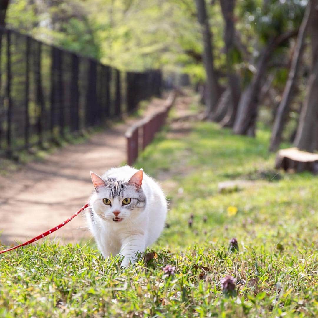 ホタテ＆クラム＆シラスのインスタグラム：「お散歩^ ^ #cat #neko #ScottishFold #猫 #ねこ #スコティッシュフォールド #catstagram #instagram #instagramjapan #ig_japan #igersjp」