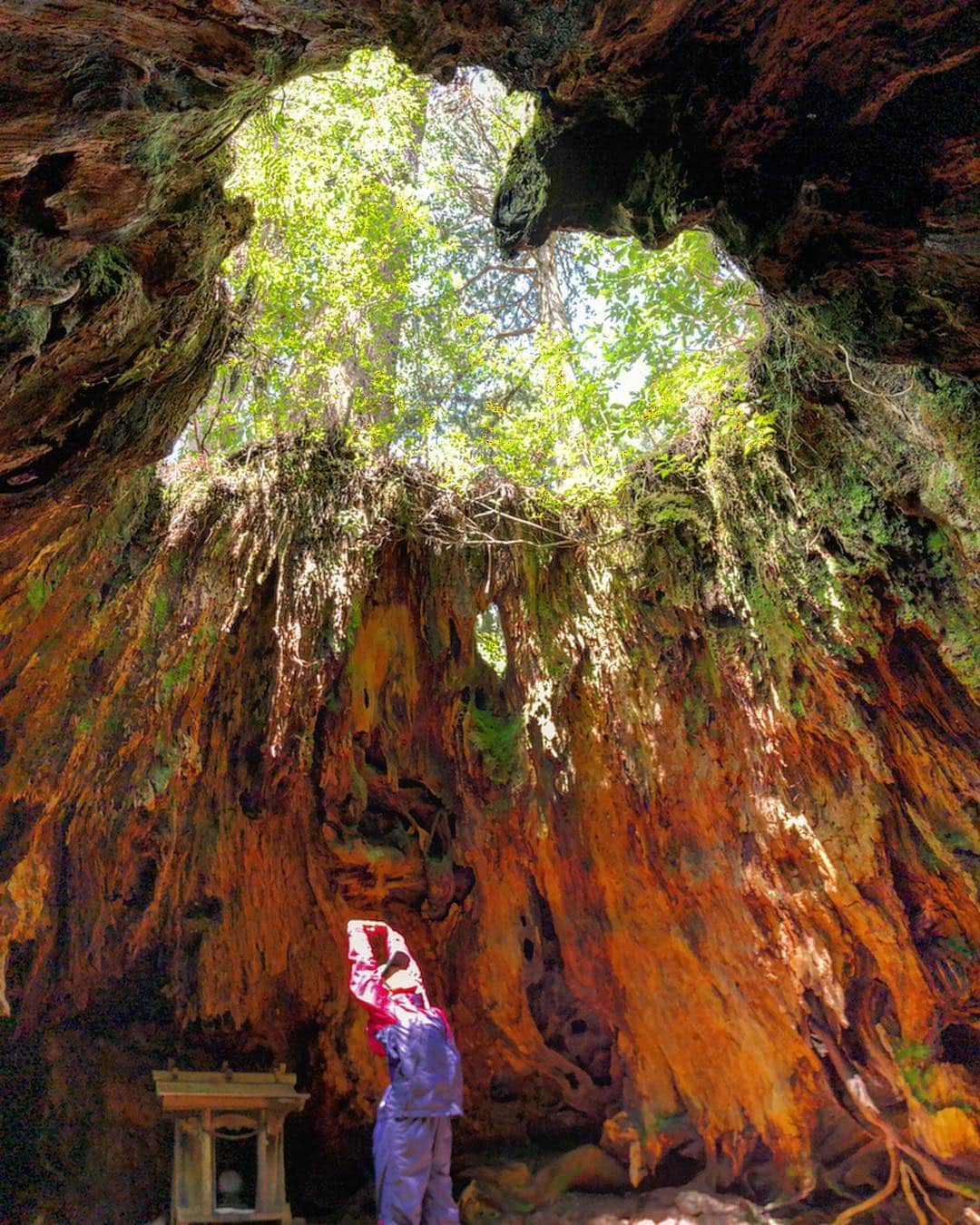 渡辺由布子さんのインスタグラム写真 - (渡辺由布子Instagram)「💚 ・ View from inside #WilsonStump which is one of the most famous landmarks on #Yakushima ! I left my #heart...❤︎❤︎ ---------------------------------------------------- #屋久島 の#縄文杉 #トレッキング の名所の1つ、ハート型の#ウィルソン株 ♡ 待受画面にするといいことあるみたい。  #屋久杉  #世界遺産  #屋久島旅行  #鹿児島  #日本再発見  #パワースポット  #インスタ映え  #trekking  #hike  #worldheritage  #breathe  #love  #heartshape  #weekendgetaway  #DiscoverJapan  #trip 📍 #WilsonStump #Yakushima #Kagoshima #🇯🇵」4月8日 7時47分 - watanabe_yuko