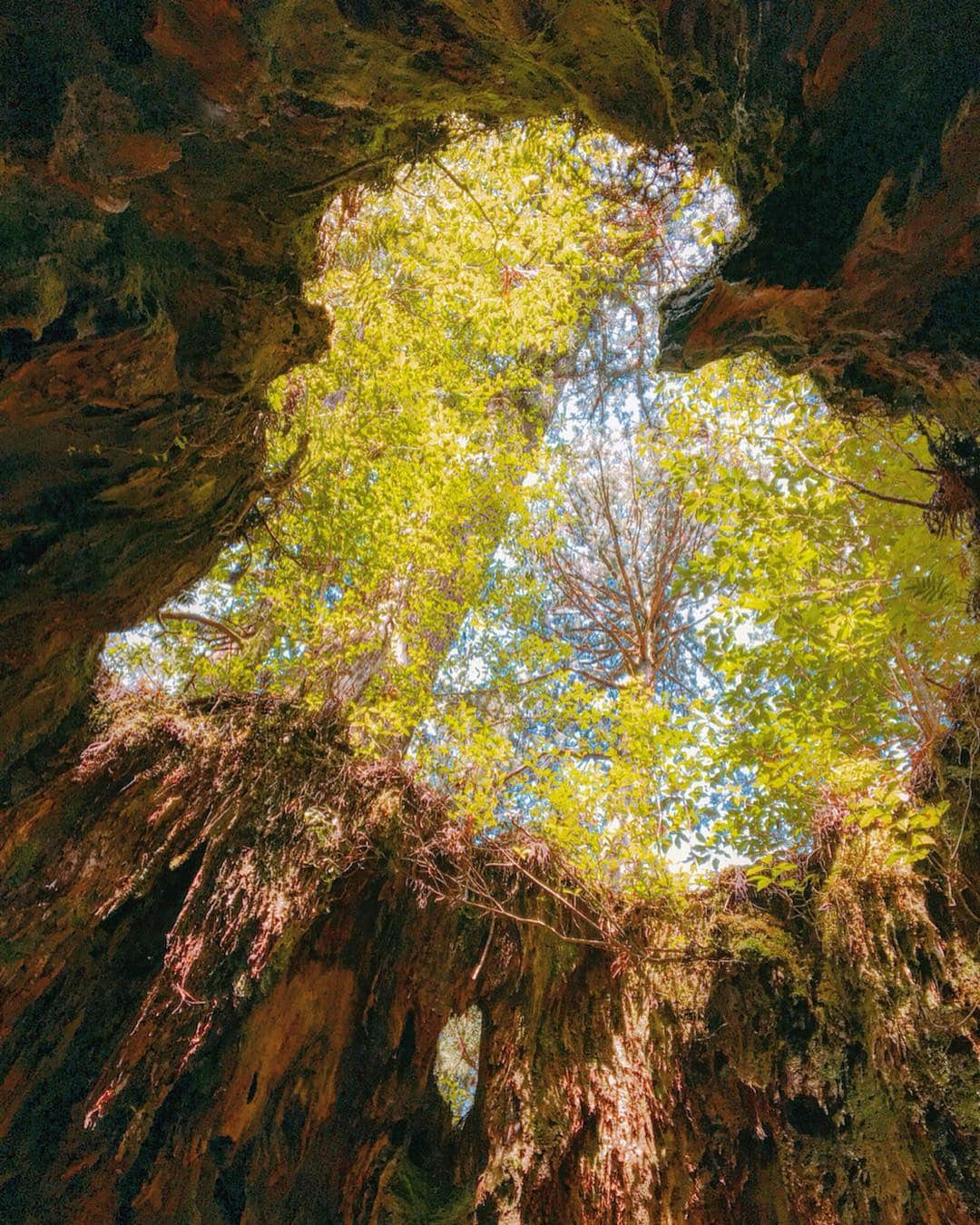 渡辺由布子さんのインスタグラム写真 - (渡辺由布子Instagram)「💚 ・ View from inside #WilsonStump which is one of the most famous landmarks on #Yakushima ! I left my #heart...❤︎❤︎ ---------------------------------------------------- #屋久島 の#縄文杉 #トレッキング の名所の1つ、ハート型の#ウィルソン株 ♡ 待受画面にするといいことあるみたい。  #屋久杉  #世界遺産  #屋久島旅行  #鹿児島  #日本再発見  #パワースポット  #インスタ映え  #trekking  #hike  #worldheritage  #breathe  #love  #heartshape  #weekendgetaway  #DiscoverJapan  #trip 📍 #WilsonStump #Yakushima #Kagoshima #🇯🇵」4月8日 7時47分 - watanabe_yuko