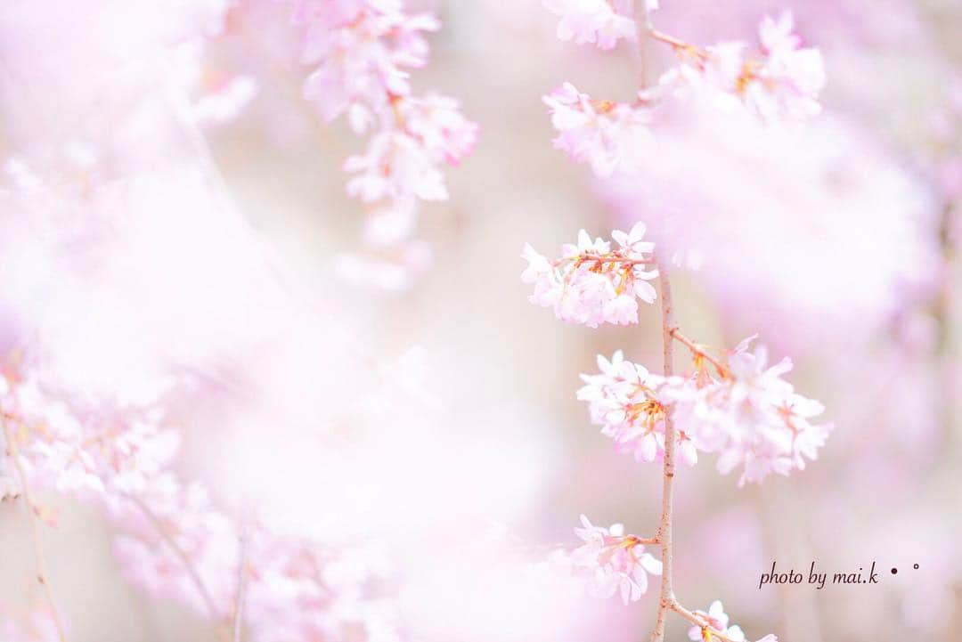 菊池真以さんのインスタグラム写真 - (菊池真以Instagram)「輝き・°🌸💓. . まだまだサクラ😍」4月8日 8時05分 - mai_sorairo