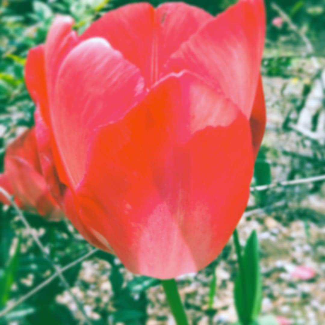 中野敬久さんのインスタグラム写真 - (中野敬久Instagram)「#tulip #red #flower #flowersoflife #monday」4月8日 7時58分 - hirohisanakano