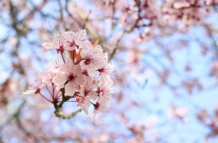 フランス大使館さんのインスタグラム写真 - (フランス大使館Instagram)「【📷 #日本人が見たフランス 】フランスに留学中の @chi9niku9 さんが素敵な #桜 の写真を送ってくれました！ありがとうございます。「今年フランスにいるので桜は見られないかなと思っていましたが、北フランスでも日本のように綺麗な桜が咲いています🌸」とのこと。 📷 La France vue par les Japonais : voici les photos de #sakura de @chi9niku9, étudiante en France : « Cette année, comme je réside en France, je ne pensais pas pouvoir apprécier les fleurs de cerisiers, mais il y a des sakura aussi belles dans le nord de France qu’au Japon 🌸! »」4月8日 8時00分 - ambafrancejp