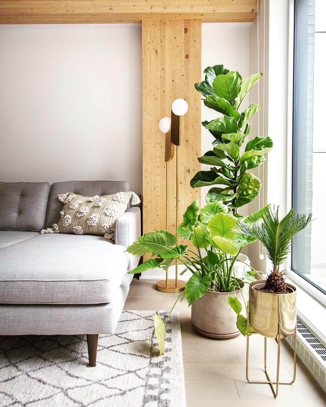 west elmさんのインスタグラム写真 - (west elmInstagram)「Get growing with inspiration from this greenery packed living room designed by @renardflare! 😍🌱 #plantsonplants #plantsmakepeoplehappy #springready #greenery #indoorgardens #letsgetgrowing」4月8日 8時03分 - westelm