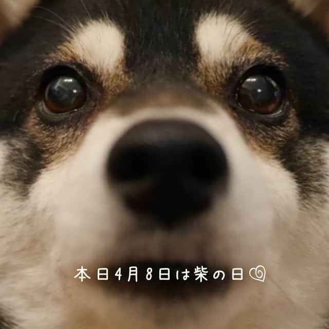 くろさんのインスタグラム写真 - (くろInstagram)「本日4月8日は柴の日🐾 あと、「柴犬とおっさんの日」にも認定されたらしいっすwww #4月8日は柴の日 #柴犬とおっさんの日 #4月8日はシーバの日 #kuroshiba #blackshiba #shibainu #shibastagram #instadog #dogstagram #柴犬 #黒柴 #黑柴 #日本犬 #和犬 #癒し犬 #いぬら部 #ふわもこ部 #柴犬部 #柴犬と一緒 #柴犬のいる暮らし #わんこのいる暮らし #わんこのいる生活 #わんこと一緒 #わんダフォ #わんだふるjapan #どアップでやんす」4月8日 8時14分 - m6bmw