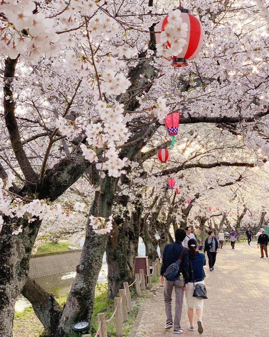 JAPANさんのインスタグラム写真 - (JAPANInstagram)4月8日 8時09分 - japan_gram