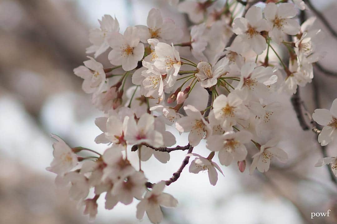 anemone_69さんのインスタグラム写真 - (anemone_69Instagram)「. . ⋆*❀*⋆ฺ｡* . . #ソメイヨシノ #染井吉野 #sakura #サクラ #桜 #cherryblossom . . .」4月8日 8時10分 - powf