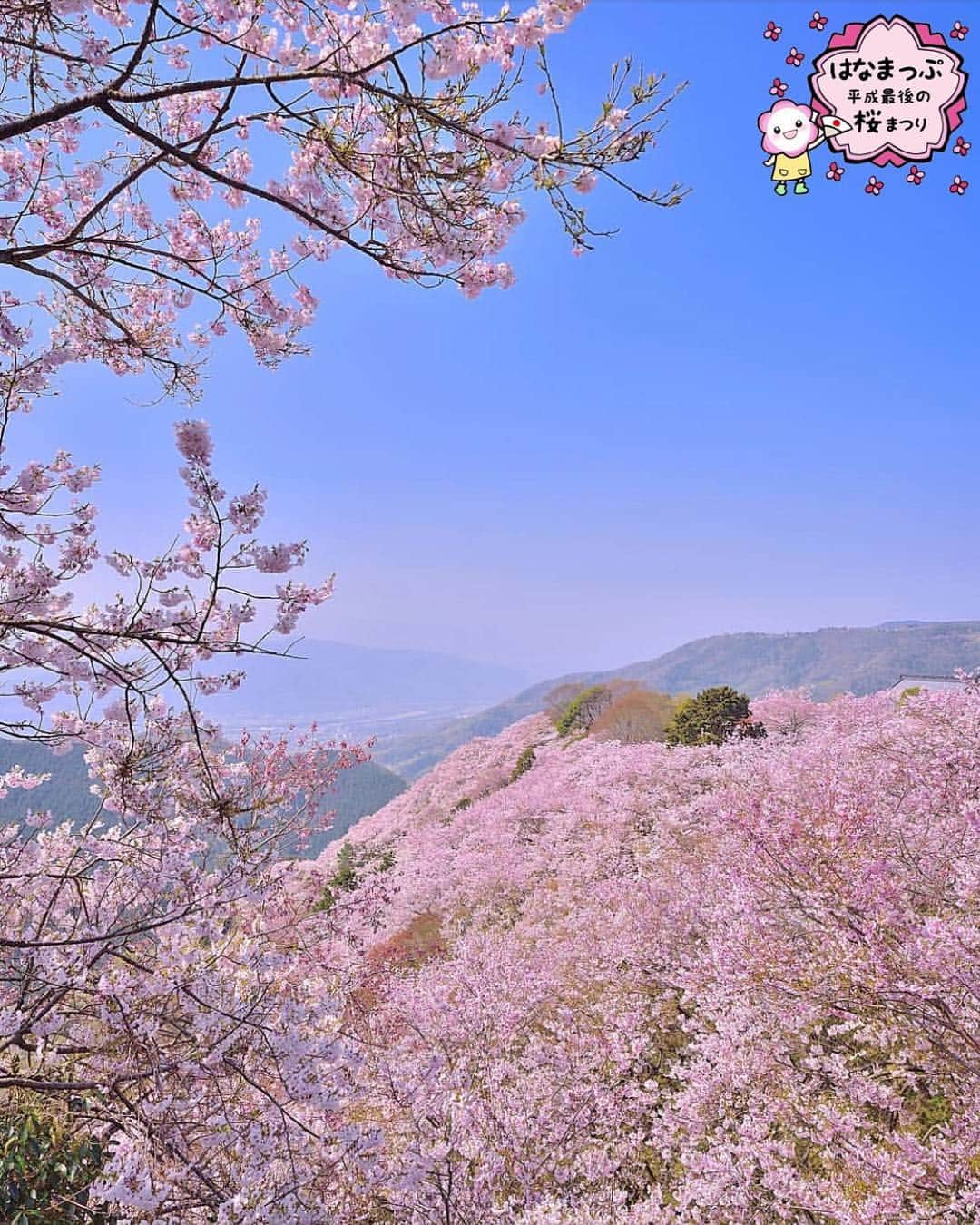 はなまっぷ❁日本の花風景さんのインスタグラム写真 - (はなまっぷ❁日本の花風景Instagram)「🍃🌸はなまっぷ平成最後の桜まつり🌸🍃 * @kaji_nori06 さんの 平成の桜に花まるを💮 * 平成を彩る日本の美しい桜をありがとうございます😊🌸🍃 * 徳島  #八百萬神之御殿 Mima, Tokushima Pref. * 見頃を過ぎている場所もご紹介しています。 お出かけの際はHP等で最新の情報をご確認くださいね🙏🌸🍃 * 🌸•••🍃•••🌸•••🍃•••🌸•••🍃•••🌸 * 🌸桜まつり概要🌸 * 期間:平成最後の日まで タグ:#はなまっぷ * #はなまっぷ  のタグの中から、桜のお写真をどんどんご紹介させていただきます。期間中はランダムに、複数枚投稿でもご紹介させていただく場合がございます。 * #桜#sakura#花見#さくら#日本#春#花#平成最後の#満開 * 🌸•••🍃•••🌸•••🍃•••🌸•••🍃•••🌸 * はなまっぷより * 💌LINEスタンプ「はなまっぷちゃん」絶賛発売中！みなさんのLINEにも花まるを💮 💌はなまっぷ本、Amazonや全国の書店さんで満開です！ぜひお手にとっていただけると嬉しいです🌸 * LINEスタンプ、はなまっぷ本は、プロフ欄記載のTwitterアカウントよりご確認ください。 * 🌸•••🍃•••🌸•••🍃•••🌸•••🍃•••🌸 *」4月8日 8時18分 - hanamap