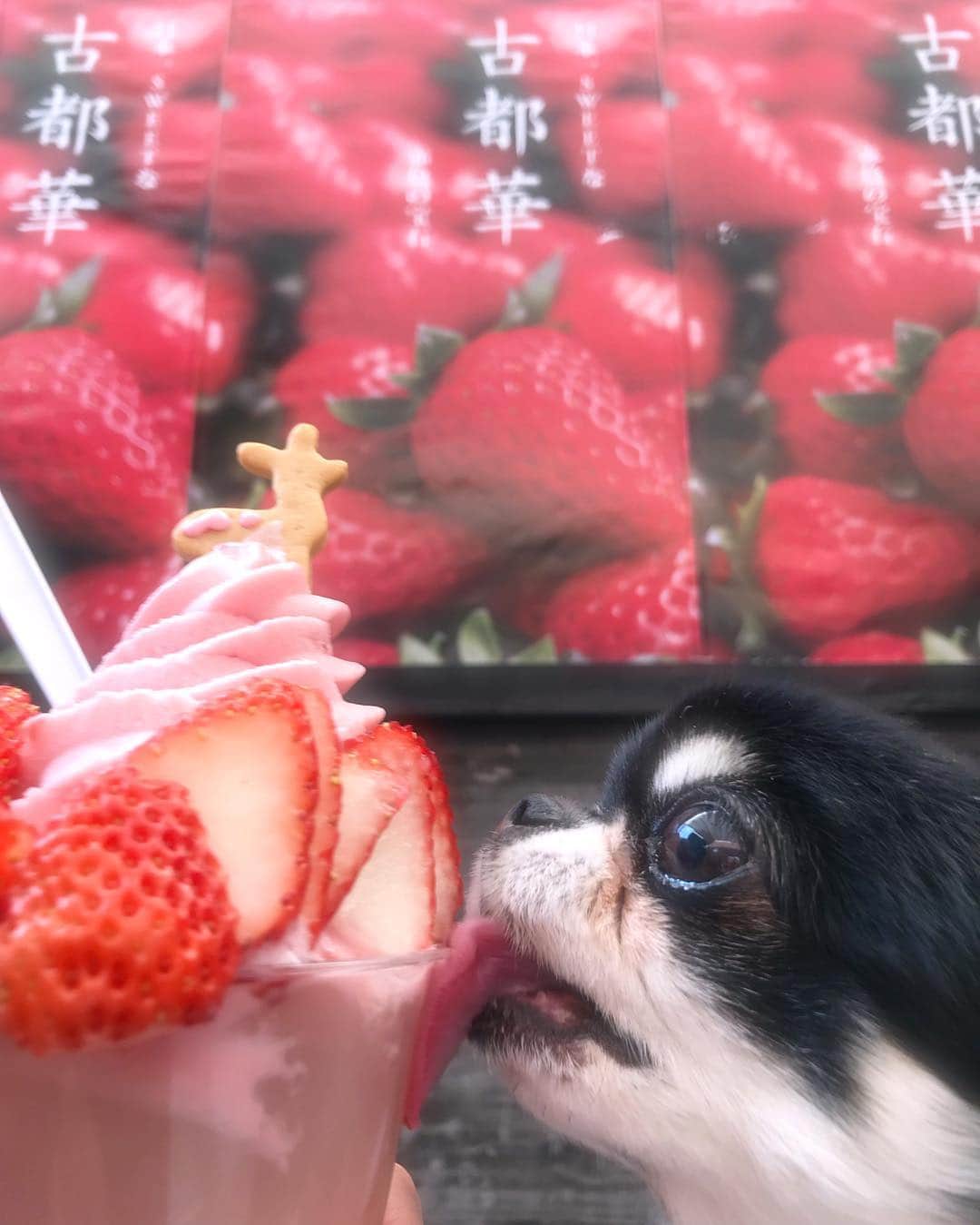 kayoのインスタグラム：「* * いちごづくしパフェ😋🍓🍓🍓 * * 奈良のいちご古都華🍓 甘くて大好き😍❤️ * * めろめろには いちご少しおすそ分け ⚠️パフェは食べてないよ🙄 * * #わたしは奈良派 #古都華 #奈良カフェ #奈良 #strawberry * #chihuahua#chihuahualove#dogstgram#dog#instadog#チワワ#チワワ大好き * *」