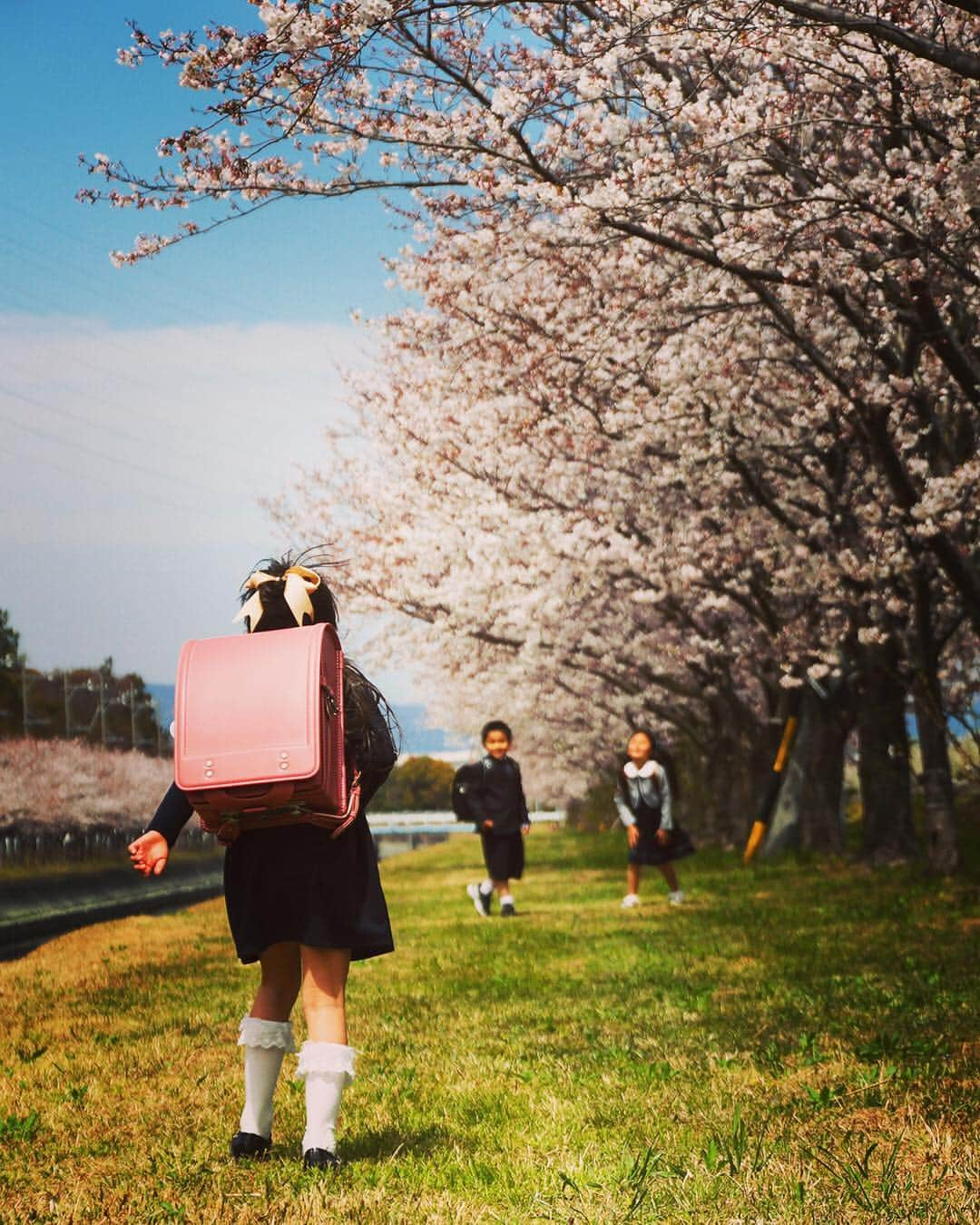 愛知県田原市さんのインスタグラム写真 - (愛知県田原市Instagram)「Special day!! 今日の桜は特別きれいだね🌸  #ピカピカの1年生#友達100人できるかな#新学期#新一年生#進級#がんばれ#背中を見て願う#親心#いってらっしゃい#桜シリーズ#春満開#桜満開 #たはら暮らし * #渥美半島#田原市#田原#伊良湖岬#伊良湖#赤羽根 #tahara#irago#akabane #サーフィン#surfing#田舎暮らし#日々の暮らし#休日の過ごし方#スローライフ#instagramjaran#igersjp」4月8日 8時34分 - tahara_kurashi