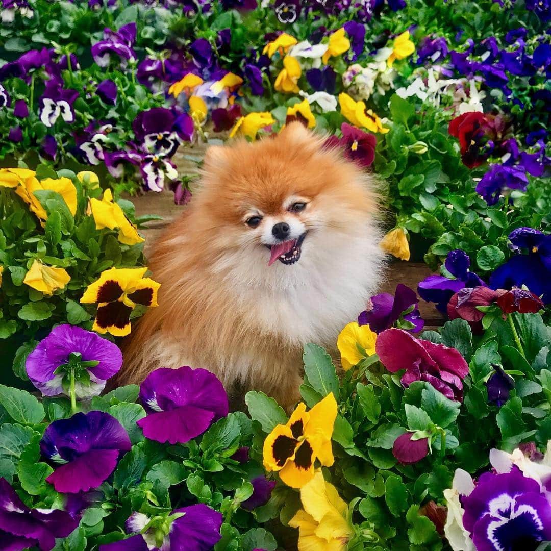 Monique&Gingerのインスタグラム：「Spring has sprung!🌿🌸🌻🌺🌱🌼🌷🍃」