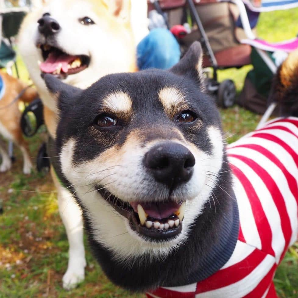 vo_coさんのインスタグラム写真 - (vo_coInstagram)「2019.04.08 4月8日は柴(48)の日！ ※ホントは忠犬ハチ公の日 おうちの柴犬をたっぷり愛でましょう！ photo by @corn_can * #柴犬の日 #柴の日 #4月8日は柴の日  #shibastagram #instashiba #shiba #shibainu #黒柴 #柴犬」4月8日 8時51分 - vo_co