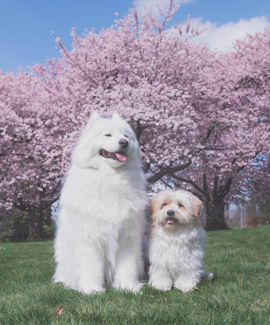 Loki the Corgiさんのインスタグラム写真 - (Loki the CorgiInstagram)「Allergy season, we ready for u! 🌸🐻🐶」4月8日 8時56分 - lokistagram