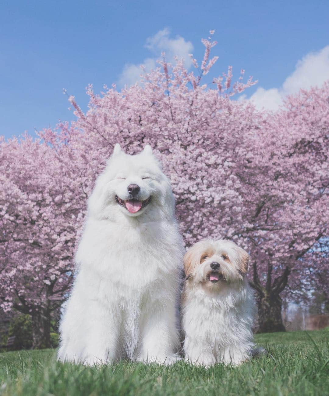 Loki the Corgiさんのインスタグラム写真 - (Loki the CorgiInstagram)「Allergy season, we ready for u! 🌸🐻🐶」4月8日 8時56分 - lokistagram