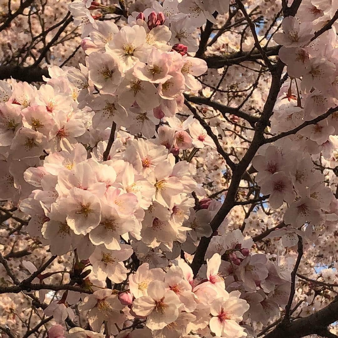 江藤あやさんのインスタグラム写真 - (江藤あやInstagram)「あたしが音楽活動でお世話になっている音楽レーベル、スタジオサンチークのお花見🌸運動会。 ・ 桜が満開の下、10代〜50代の老若男女総勢20名ほど集まり、思いっきりスポーツしました！！ 2チームに分かれていろんな種目を競いました。 50メートルリレー、野球、ドッジボール、キックベース、大縄跳び、ケイドロなどなど。 代表、松井さんが一番少年のようにはしゃいでました（笑） 本気の野球少年が何人かいたので、キャッチボール、ノックしてもらって楽しかったなぁ。 男だったら絶対野球少年になってたと思う。そしてイチロー選手と戦いたかった（笑） 小学校の頃、日曜日に父の草野球に付いてって、一緒にノックしてもらったのを思い出した。 マイグローブ買おうかな。 ・ 日が暮れるまで一日中遊びました。日焼けしちゃったよ。 筋肉痛はちゃんと翌日きたよ。1時間は続く予感、、、 スポーツ少年少年集まれ！！ 健全なお花見も楽しいな🎵 ・ #お花見 #運動会 #野球 #めちゃ楽しかった #野球少年かっこいい #筋肉痛 #ジャージ欲しい #グローブ欲しい」4月8日 9時00分 - ayayakko19