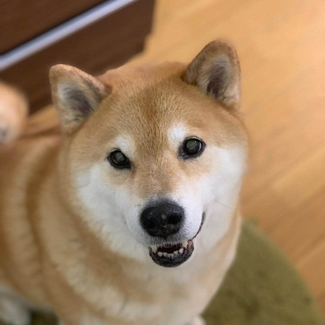 まる（まるたろう）さんのインスタグラム写真 - (まる（まるたろう）Instagram)「Good morning!! Let's do our best again this week✨🐶✨雨降りの月曜日だけど今週も頑張って行きましょ〜(≧∀≦) #甘えてなんかいないよ #自分で拭けないしね #パパは自分で拭いてね #月曜日笑顔で頑張る日」4月8日 9時06分 - marutaro