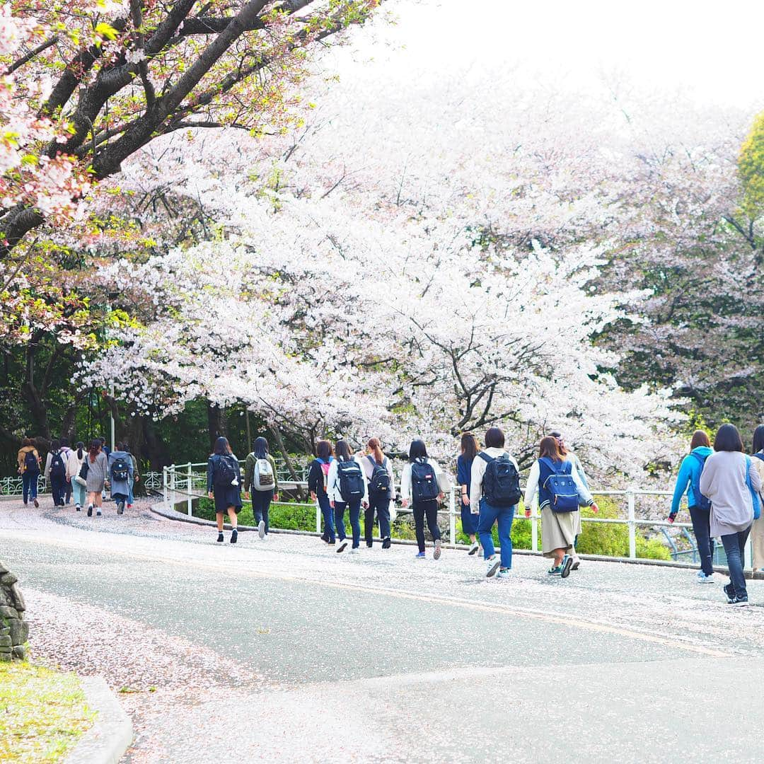 福岡女子短期大学さんのインスタグラム写真 - (福岡女子短期大学Instagram)「＠福岡女子短期大学 今朝の通学風景です🚲桜の花びら🌸がキャンパスまでピンク色 に染めています🎀 . 遊歩道の工事が本学的にはじまり、福女短生はピンクに染まった坂道をキャンパスに向かっていきます。 . 今週も一週間頑張りましょう🌟 . #福岡女子短期大学　#福女短　#通学　#4月8日　#太宰府　#新入生　#新1年生　#新入学生　#月曜日　#スナップショット #スナップ写真　#桜　#葉桜　#コーデ　#学校　#キャンパスライフ　#大学 #女子大生　#写真好きな人と繋がりたい　#春コーデ　#4月 #短大生 #さくら　#大学生コーデ　#スナップ #街角スナップ #福女短スナップ #おしゃれさんと繋がりたい #福女短2019桜 . ========[ 資料請求 ]======== ． 福岡女子短期大学の資料請求（大学案内・入試要項など）を無料送付中です。お気軽に申し込みください。 . 子ども学科/健康栄養学科 音楽科/文化教養学科 ． 福岡女子短期大学 住所：‪福岡県太宰府市五条四丁目16番1号‬ tel：‪092-922-4034‬（代表）」4月8日 9時24分 - fukuoka_wjc