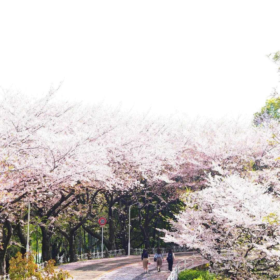 福岡女子短期大学さんのインスタグラム写真 - (福岡女子短期大学Instagram)「＠福岡女子短期大学 今朝の通学風景です🚲桜の花びら🌸がキャンパスまでピンク色 に染めています🎀 . 遊歩道の工事が本学的にはじまり、福女短生はピンクに染まった坂道をキャンパスに向かっていきます。 . 今週も一週間頑張りましょう🌟 . #福岡女子短期大学　#福女短　#通学　#4月8日　#太宰府　#新入生　#新1年生　#新入学生　#月曜日　#スナップショット #スナップ写真　#桜　#葉桜　#コーデ　#学校　#キャンパスライフ　#大学 #女子大生　#写真好きな人と繋がりたい　#春コーデ　#4月 #短大生 #さくら　#大学生コーデ　#スナップ #街角スナップ #福女短スナップ #おしゃれさんと繋がりたい #福女短2019桜 . ========[ 資料請求 ]======== ． 福岡女子短期大学の資料請求（大学案内・入試要項など）を無料送付中です。お気軽に申し込みください。 . 子ども学科/健康栄養学科 音楽科/文化教養学科 ． 福岡女子短期大学 住所：‪福岡県太宰府市五条四丁目16番1号‬ tel：‪092-922-4034‬（代表）」4月8日 9時24分 - fukuoka_wjc