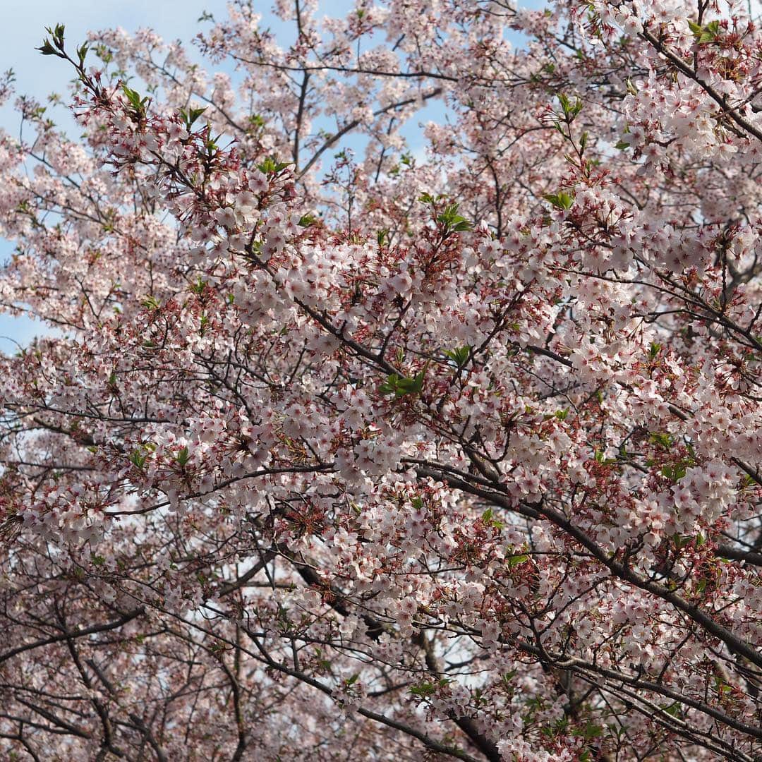 福岡女子短期大学さんのインスタグラム写真 - (福岡女子短期大学Instagram)「＠福岡女子短期大学 今朝の通学風景です🚲桜の花びら🌸がキャンパスまでピンク色 に染めています🎀 . 遊歩道の工事が本学的にはじまり、福女短生はピンクに染まった坂道をキャンパスに向かっていきます。 . 今週も一週間頑張りましょう🌟 . #福岡女子短期大学　#福女短　#通学　#4月8日　#太宰府　#新入生　#新1年生　#新入学生　#月曜日　#スナップショット #スナップ写真　#桜　#葉桜　#コーデ　#学校　#キャンパスライフ　#大学 #女子大生　#写真好きな人と繋がりたい　#春コーデ　#4月 #短大生 #さくら　#大学生コーデ　#スナップ #街角スナップ #福女短スナップ #おしゃれさんと繋がりたい #福女短2019桜 . ========[ 資料請求 ]======== ． 福岡女子短期大学の資料請求（大学案内・入試要項など）を無料送付中です。お気軽に申し込みください。 . 子ども学科/健康栄養学科 音楽科/文化教養学科 ． 福岡女子短期大学 住所：‪福岡県太宰府市五条四丁目16番1号‬ tel：‪092-922-4034‬（代表）」4月8日 9時24分 - fukuoka_wjc