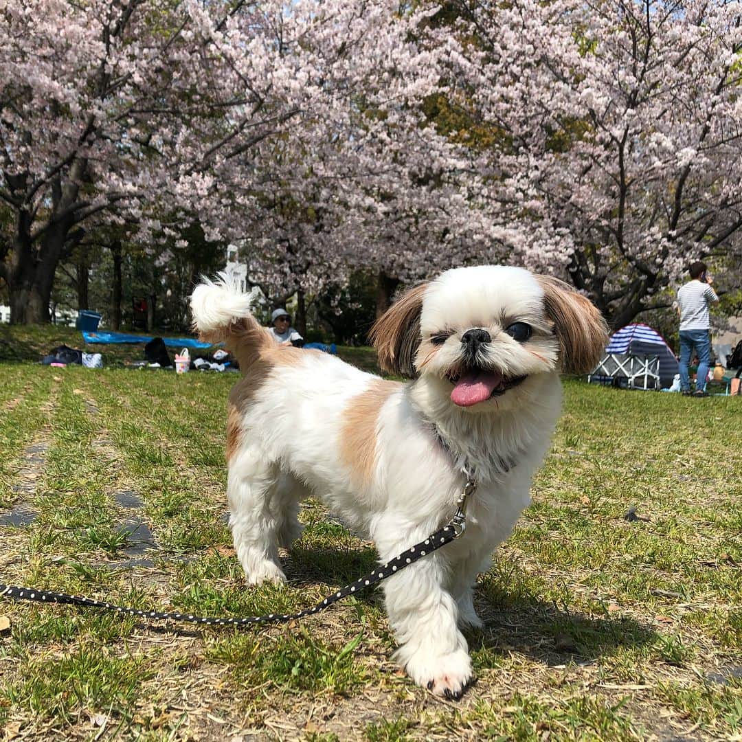 いりこさんのインスタグラム写真 - (いりこInstagram)「土日とも天気良くてお花見最高でした。いりこを撫でながら桜の下で飲む🍺のおいしいこと！」4月8日 9時20分 - hana_uoj