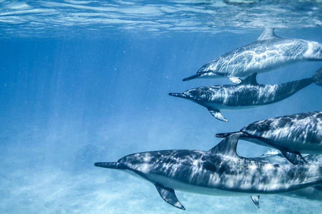 And Youさんのインスタグラム写真 - (And YouInstagram)「It's rare that you will find a dolphin alone. Dolphins thrive off of social connection, just like we do 👬. #dolphins #dolphinstagram #discoverocean #natgeoyourshot #underwaterphotography」4月8日 9時30分 - dolphinsandyou