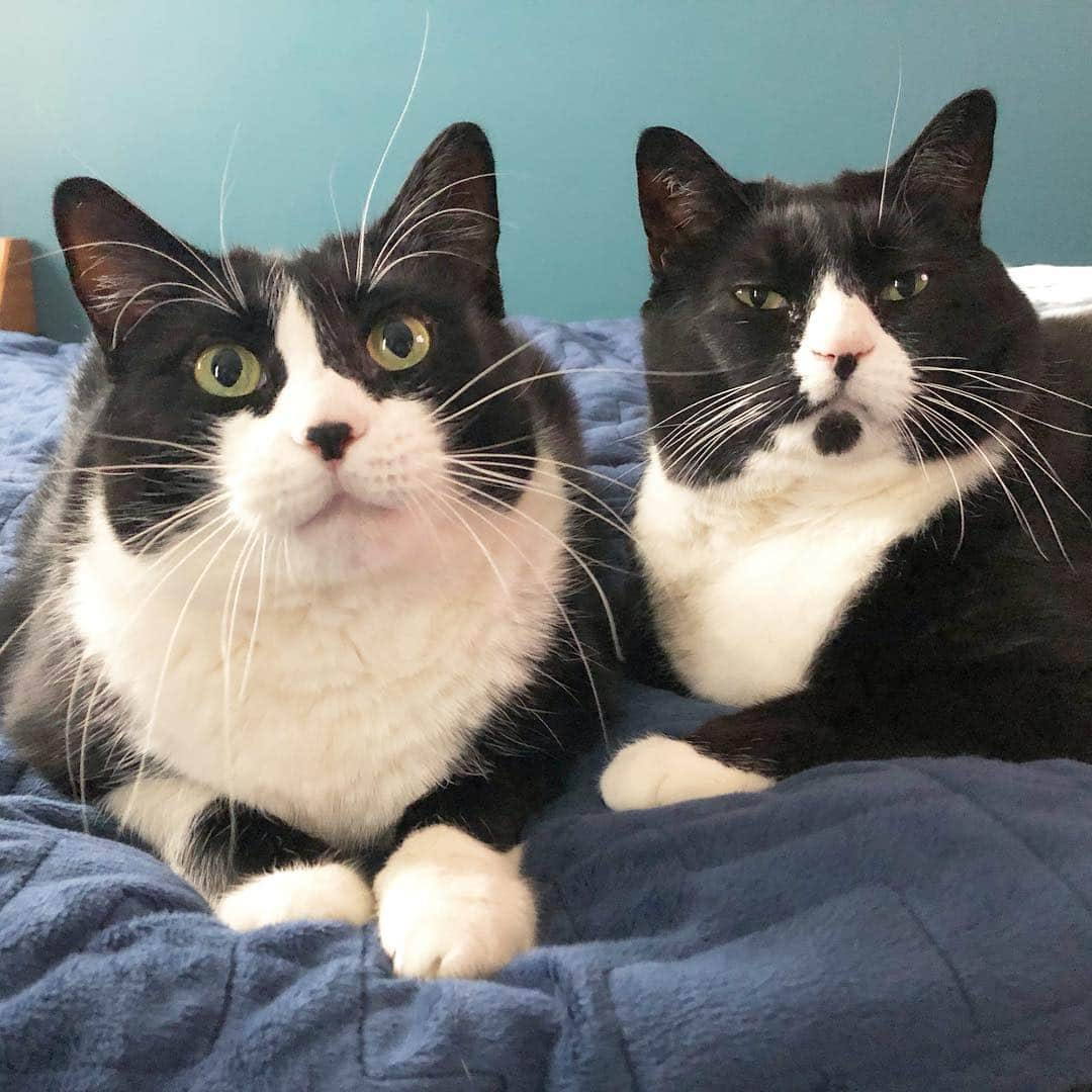 Tuxedo Cat Brosさんのインスタグラム写真 - (Tuxedo Cat BrosInstagram)「My favorite part of this picture is Ben’s pure lack of interest in taking part. He knows exactly what I’m up to and he’s not having any of it.  #sideeye #😼 #tuxedocat #tuxedokitty #tuxielove #tuxedocatsofinstagram #tuxedocats」4月8日 9時30分 - tuxedotrio