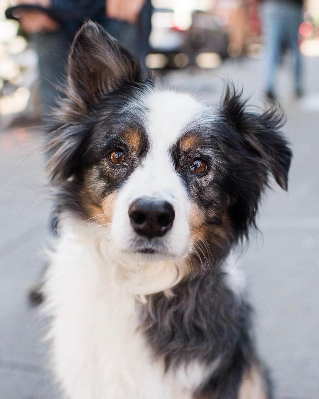 The Dogistさんのインスタグラム写真 - (The DogistInstagram)「Otto, Australian Shepherd (12 y/o), 8th & Macdougal St., New York, NY • “He can see a treat from a mile away. He’s a medical disaster. He’s had lots of orthopedic injuries but he’s bounced back. A lot of his friends have been photographed by you – it’s been on his bucket list.”」4月8日 9時38分 - thedogist
